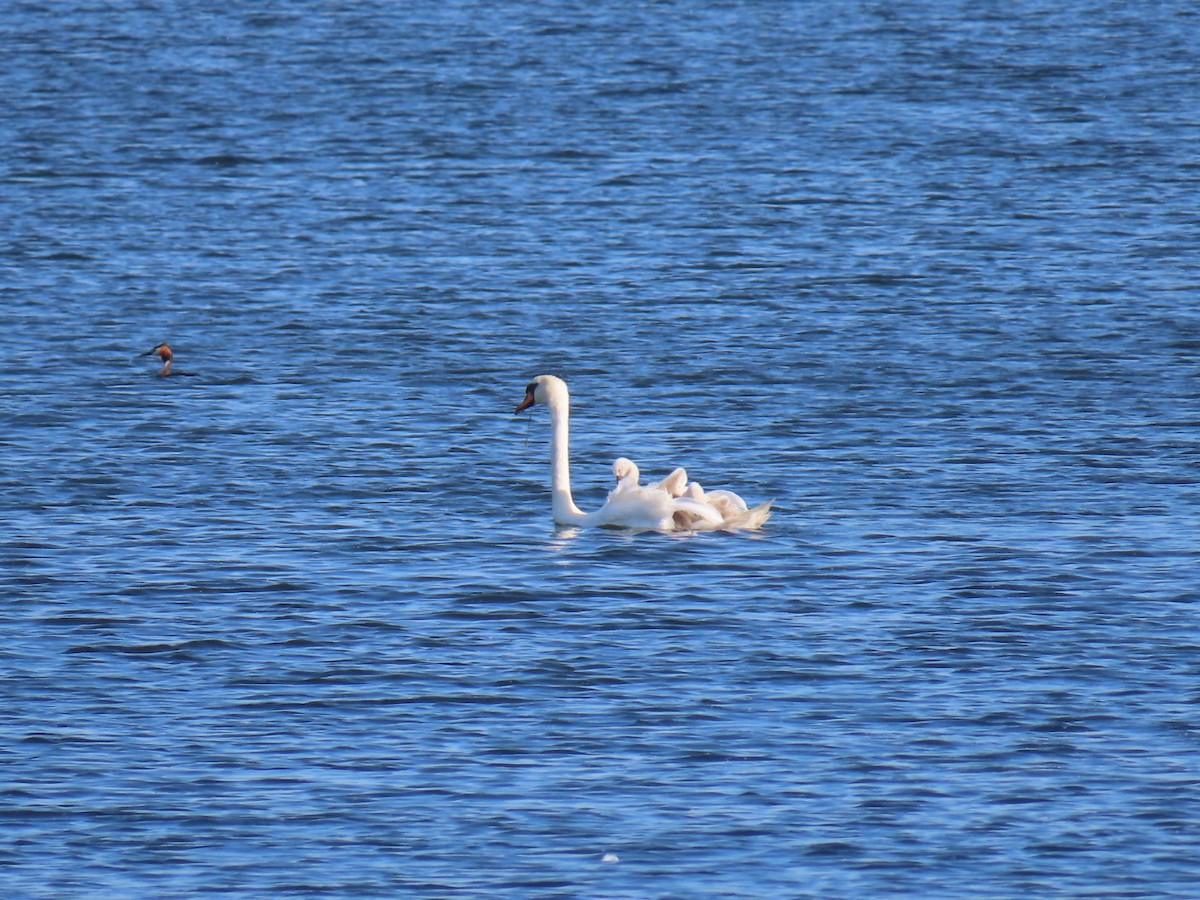 Mute Swan - ML638803746