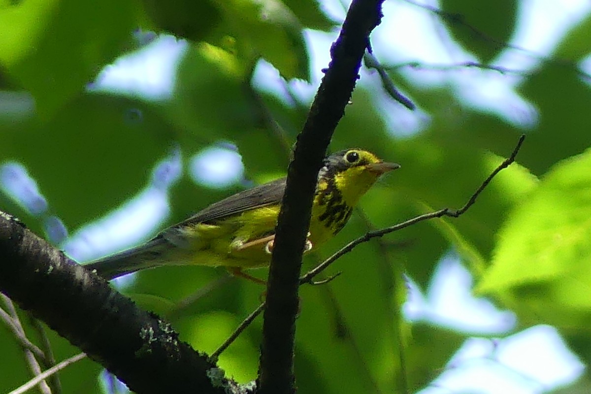 Canada Warbler - ML638803763