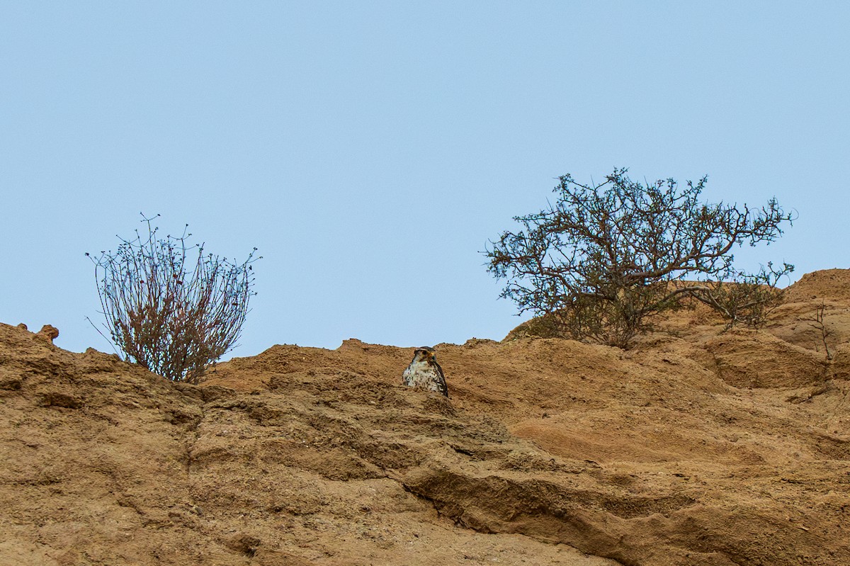 Prairie Falcon - ML638803845
