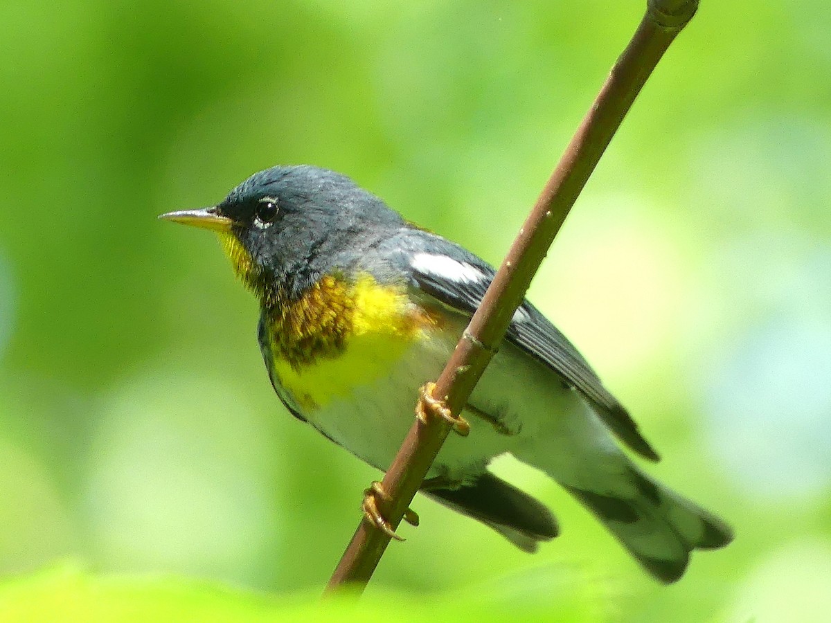 Northern Parula - ML638803857