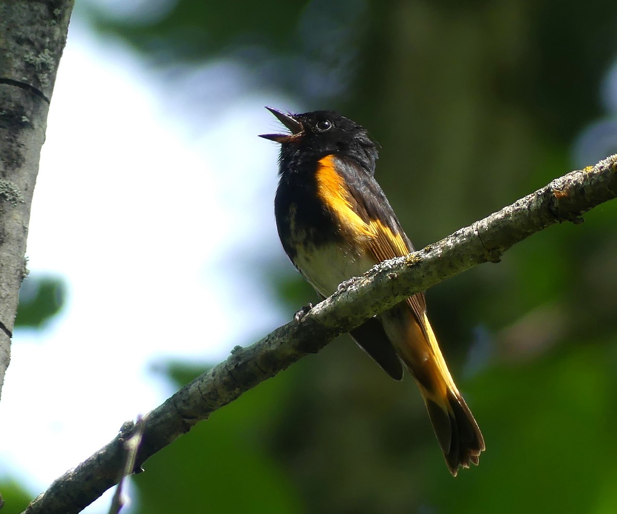 American Redstart - ML638803879