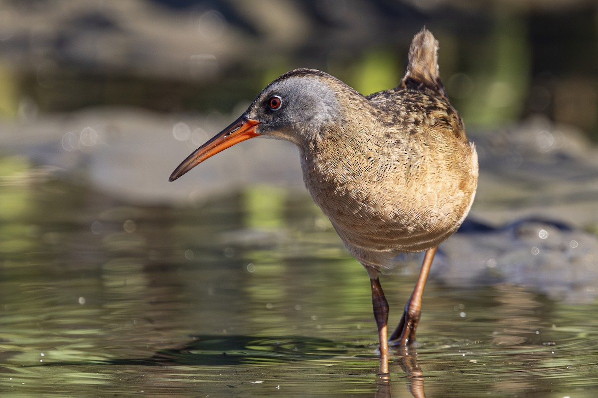 Virginia Rail - ML638803888