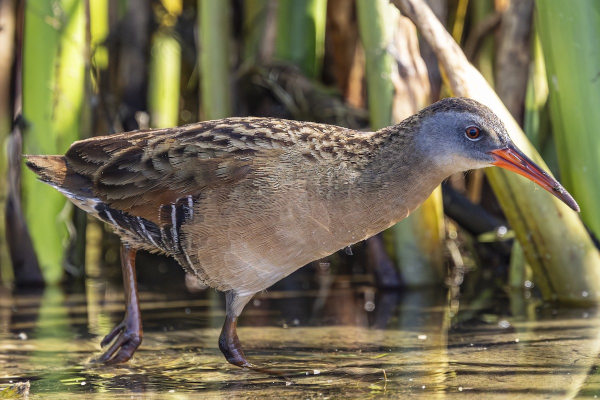 Virginia Rail - ML638803893