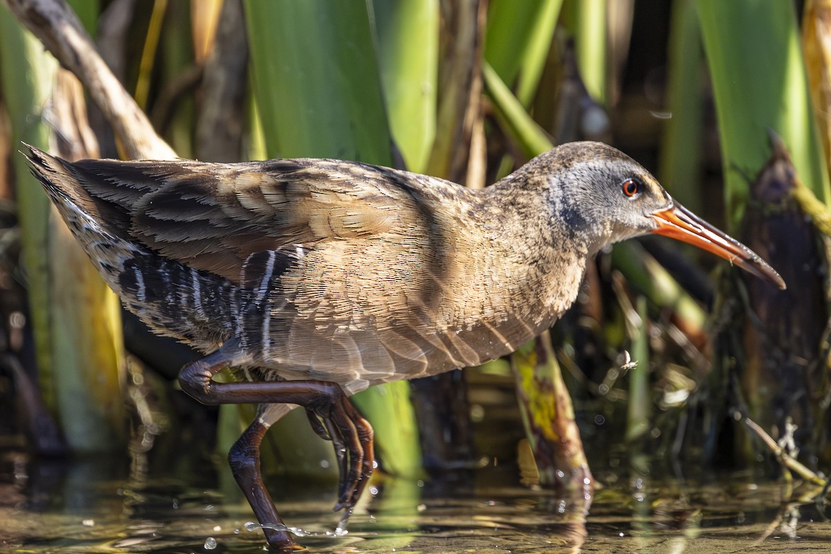 Virginia Rail - ML638803895