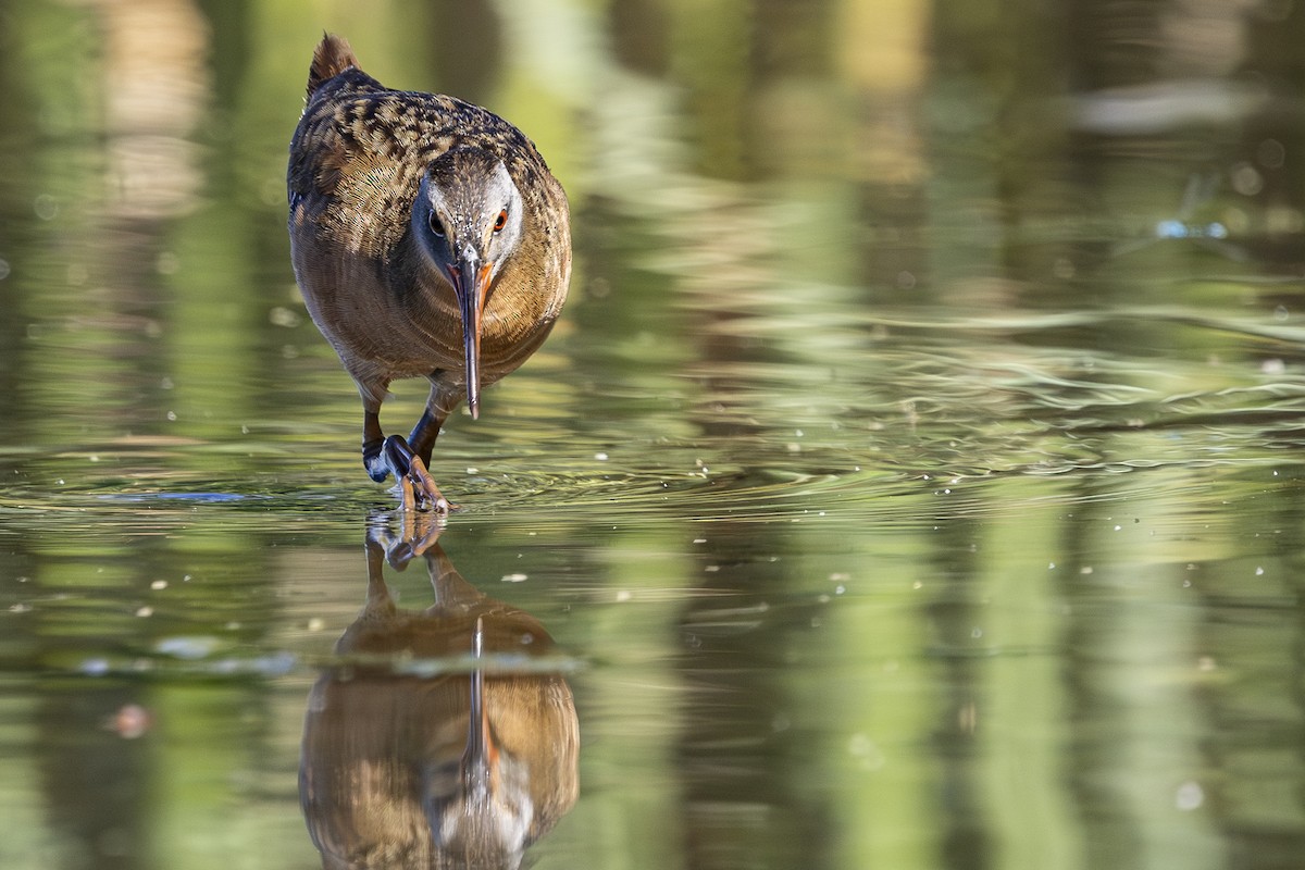 Virginia Rail - ML638803896