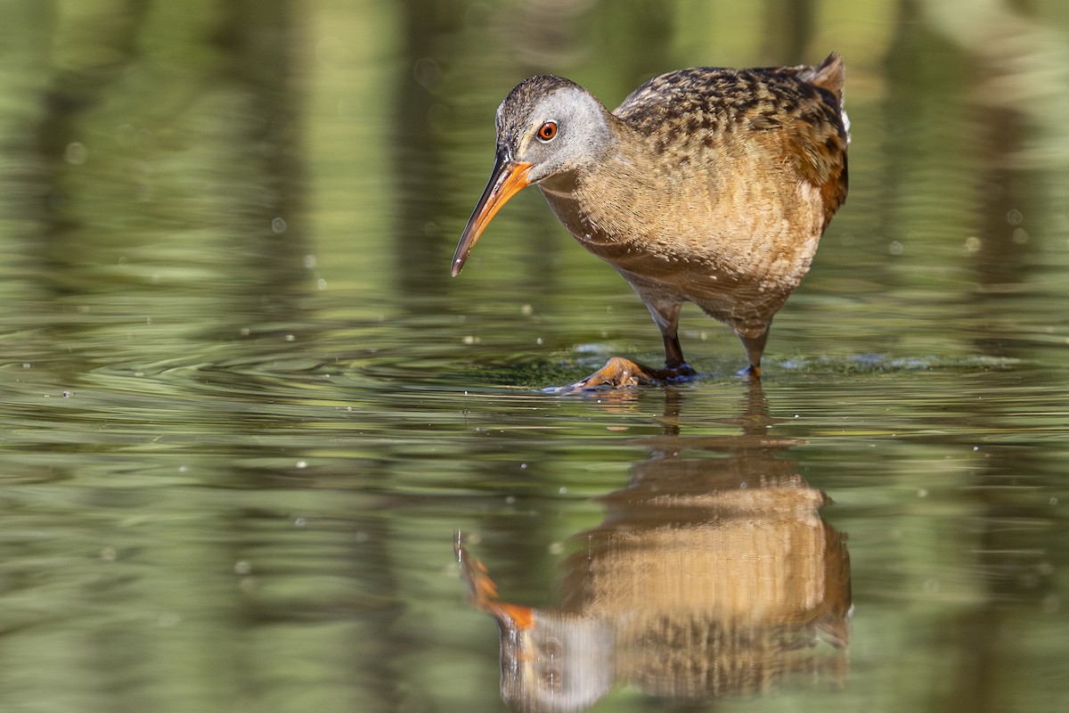 Virginia Rail - ML638803898