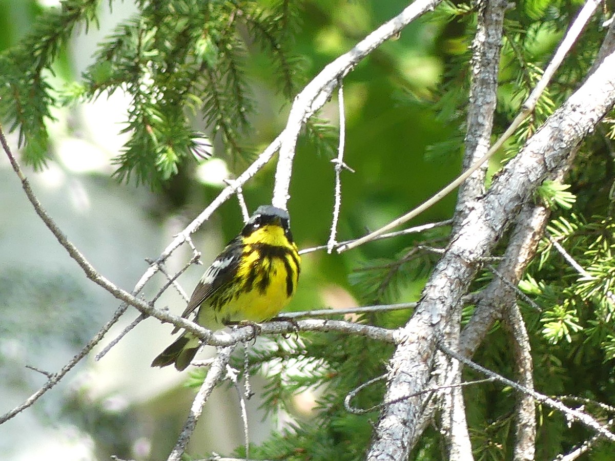 Magnolia Warbler - ML638803902