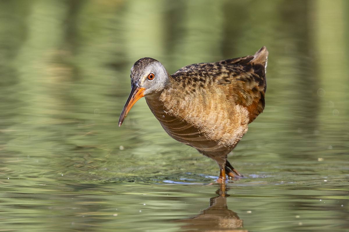 Virginia Rail - ML638803905