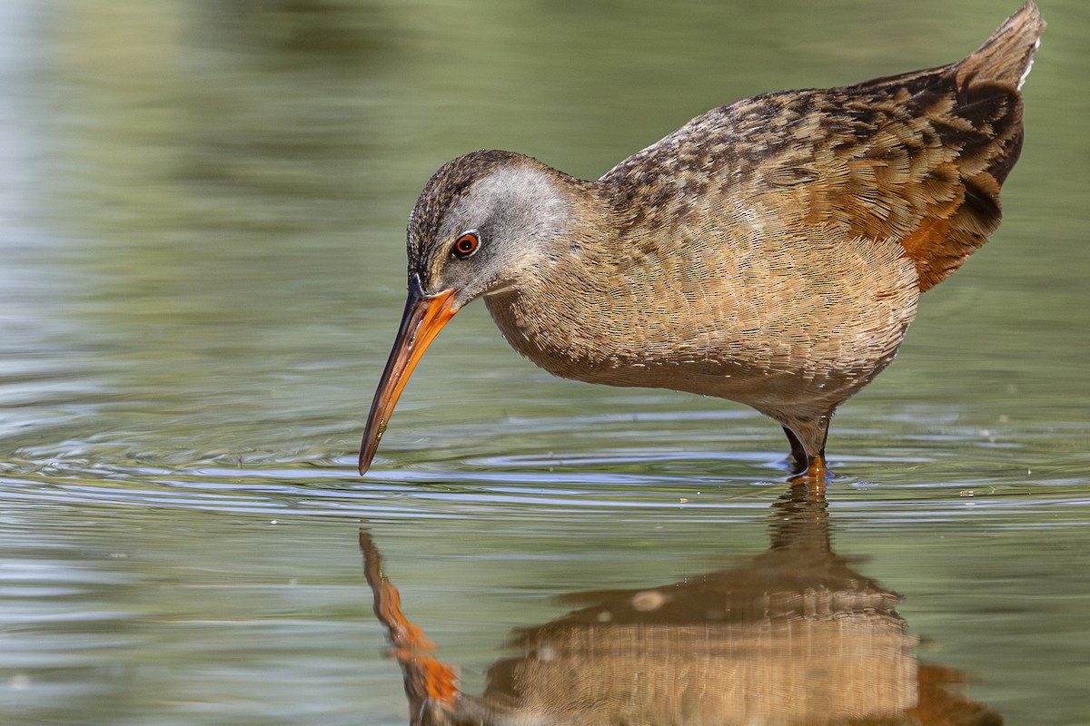 Virginia Rail - ML638803908