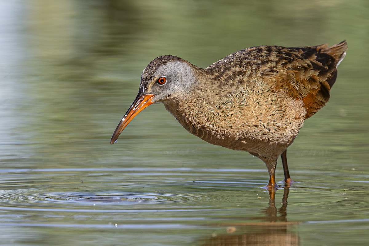 Virginia Rail - ML638803910