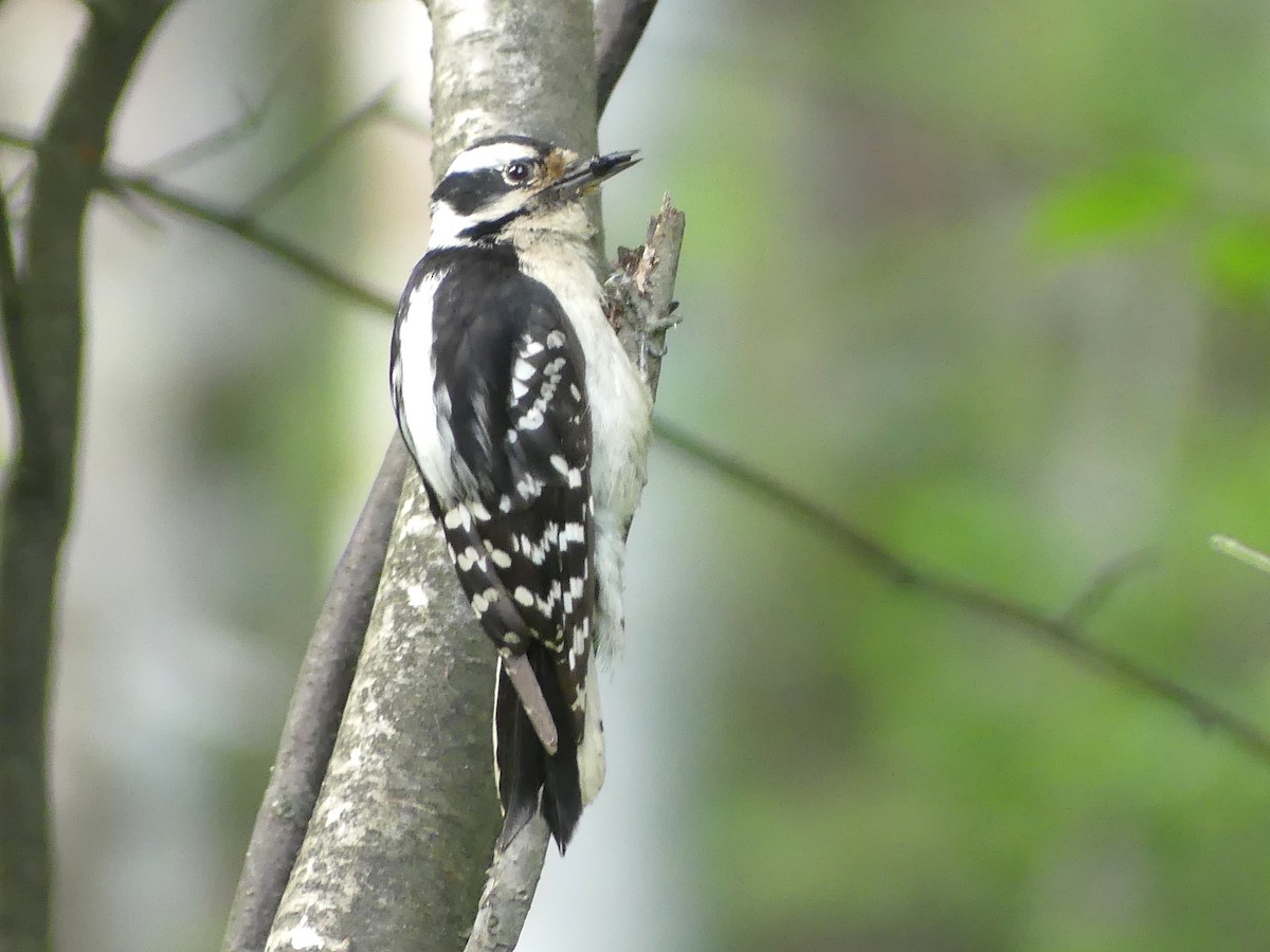 Downy Woodpecker - ML638803920