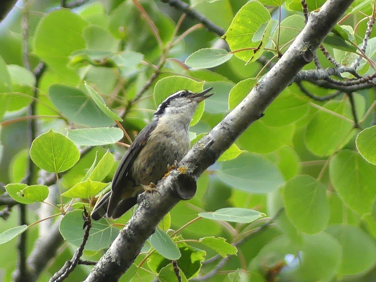 Red-breasted Nuthatch - ML638803945