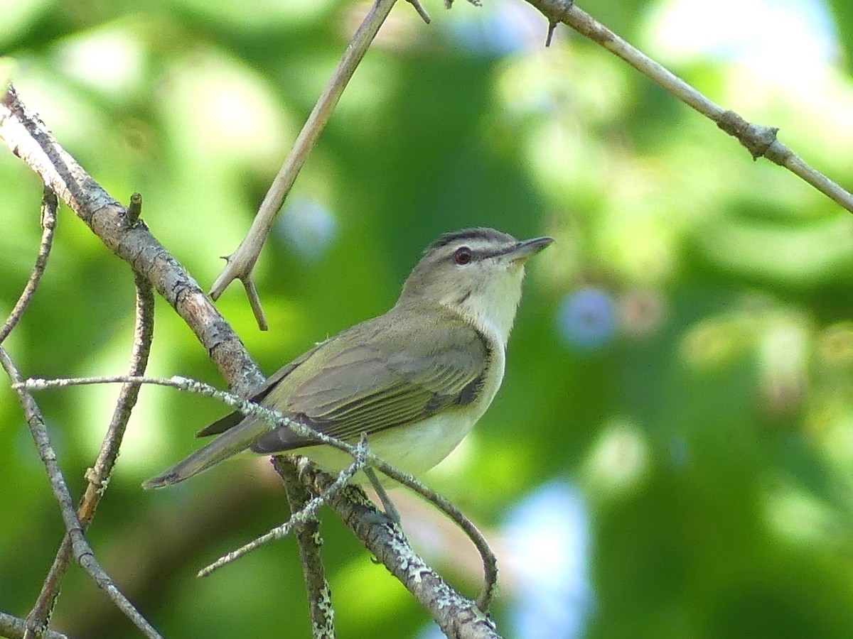 Red-eyed Vireo - ML638803982