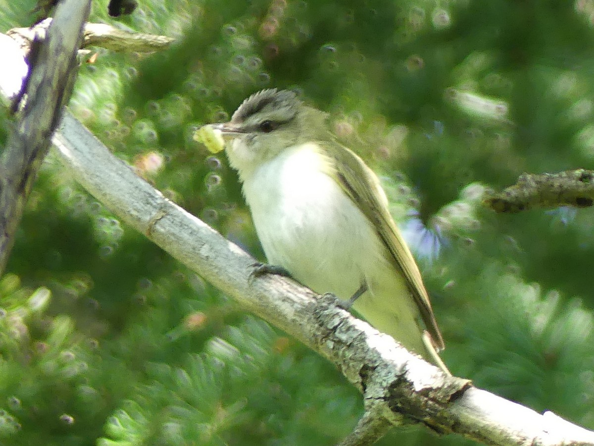 Red-eyed Vireo - ML638803984