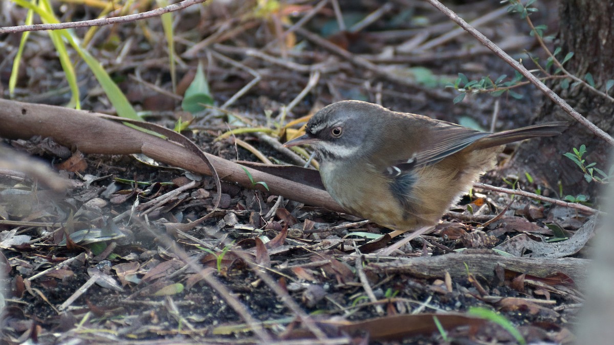 White-browed Scrubwren - ML638804148