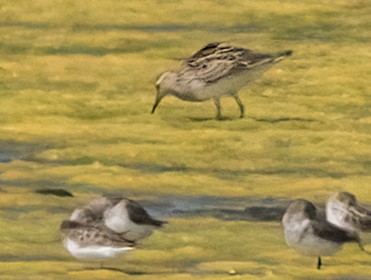 Pectoral Sandpiper - ML638804166