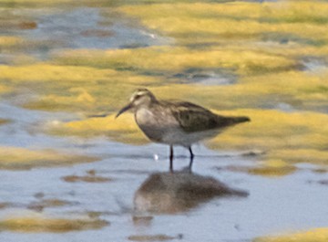 Pectoral Sandpiper - ML638804178