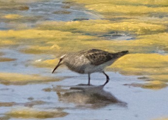 Pectoral Sandpiper - ML638804180