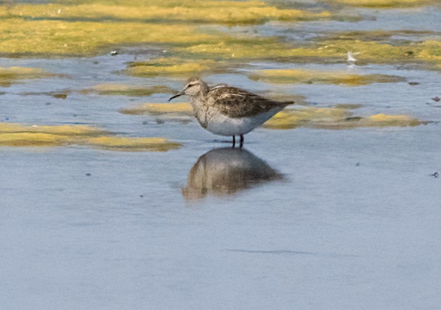 Pectoral Sandpiper - ML638804187