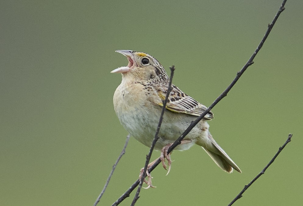 Grasshopper Sparrow - ML638804191