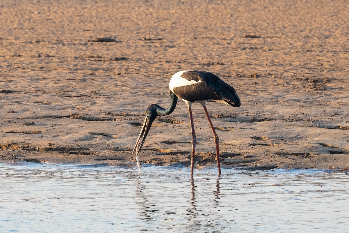 Black-necked Stork - ML638804202