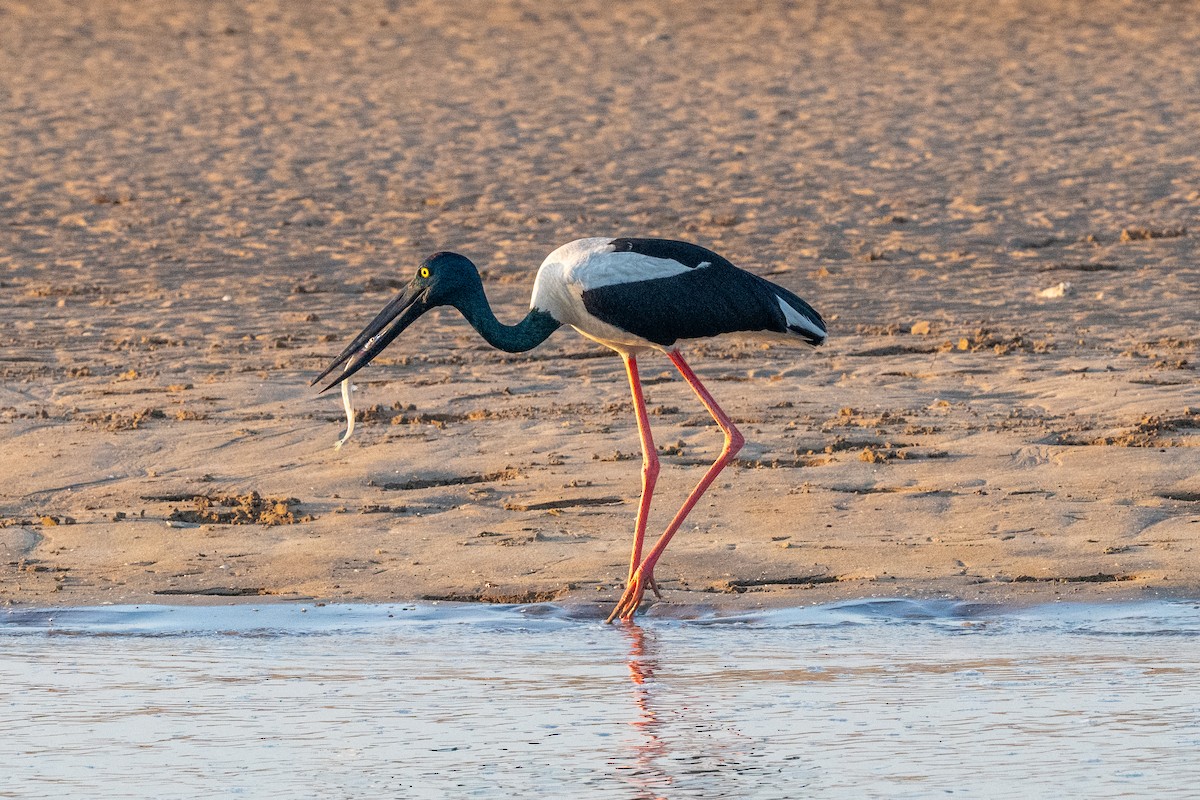 Black-necked Stork - ML638804206