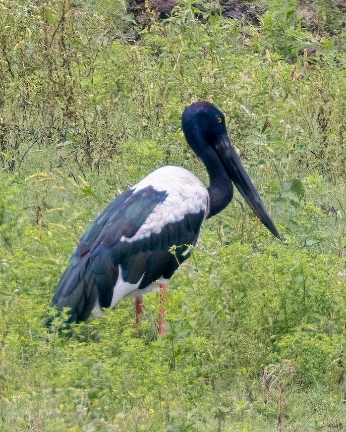 Black-necked Stork - ML638804259