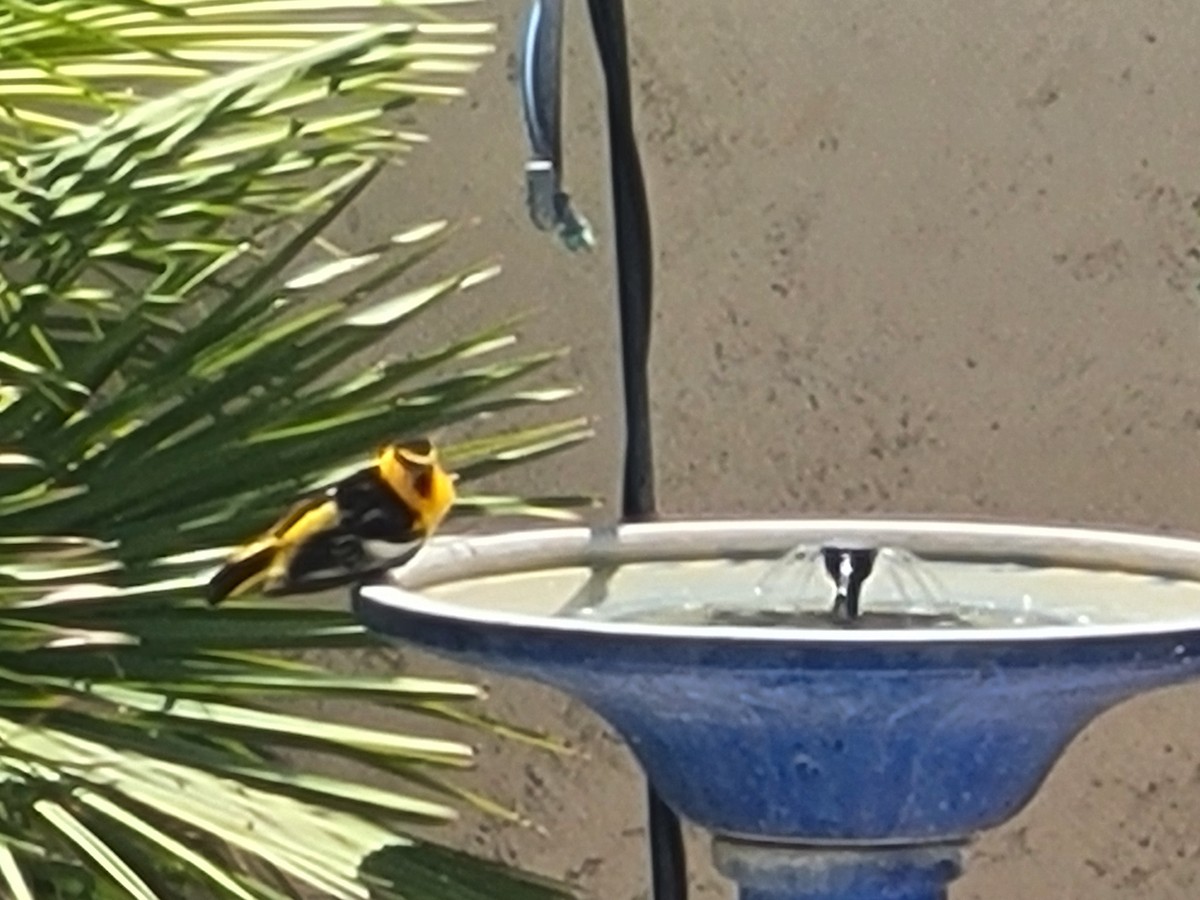 Bullock's Oriole - ML638804400