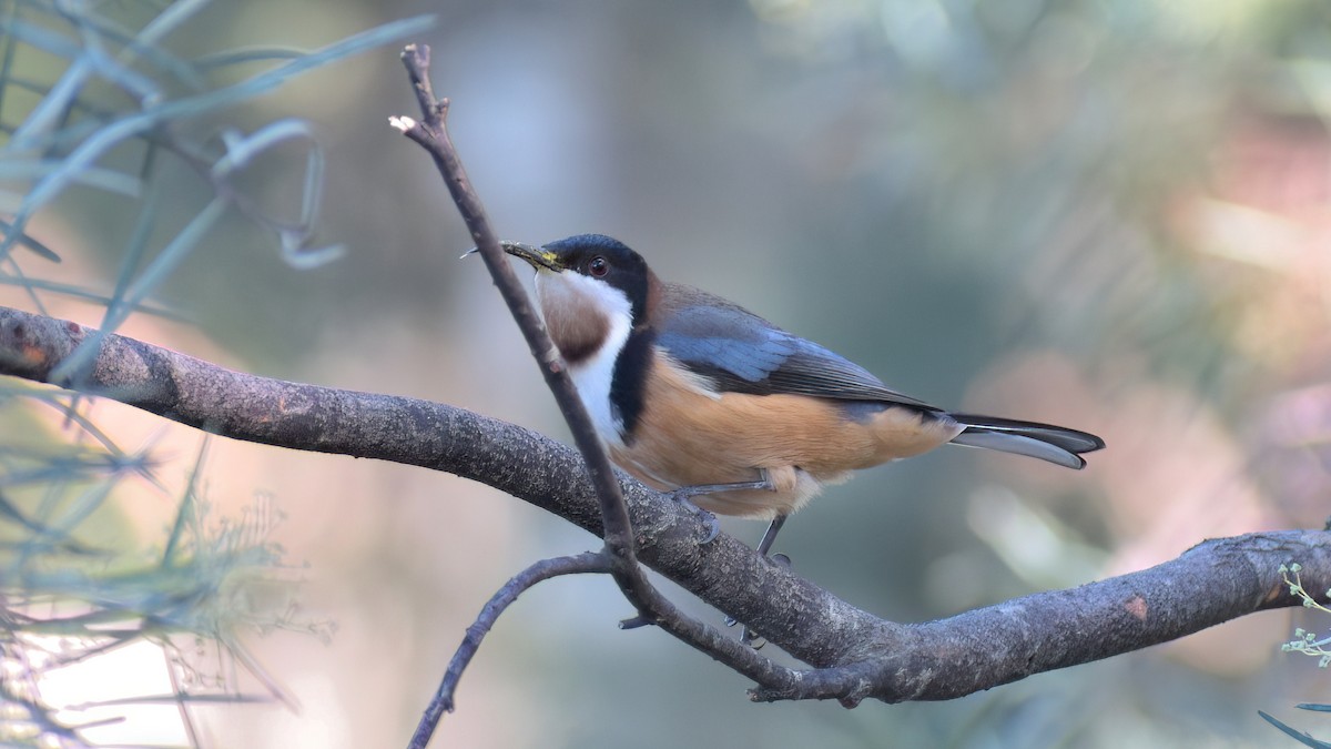 Eastern Spinebill - ML638804449