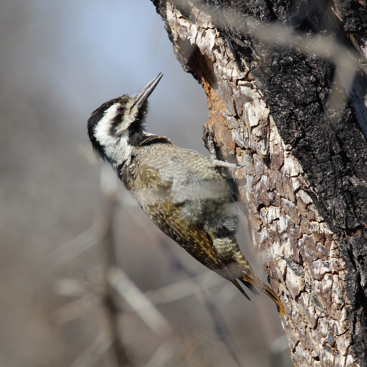 Bearded Woodpecker - ML638804455