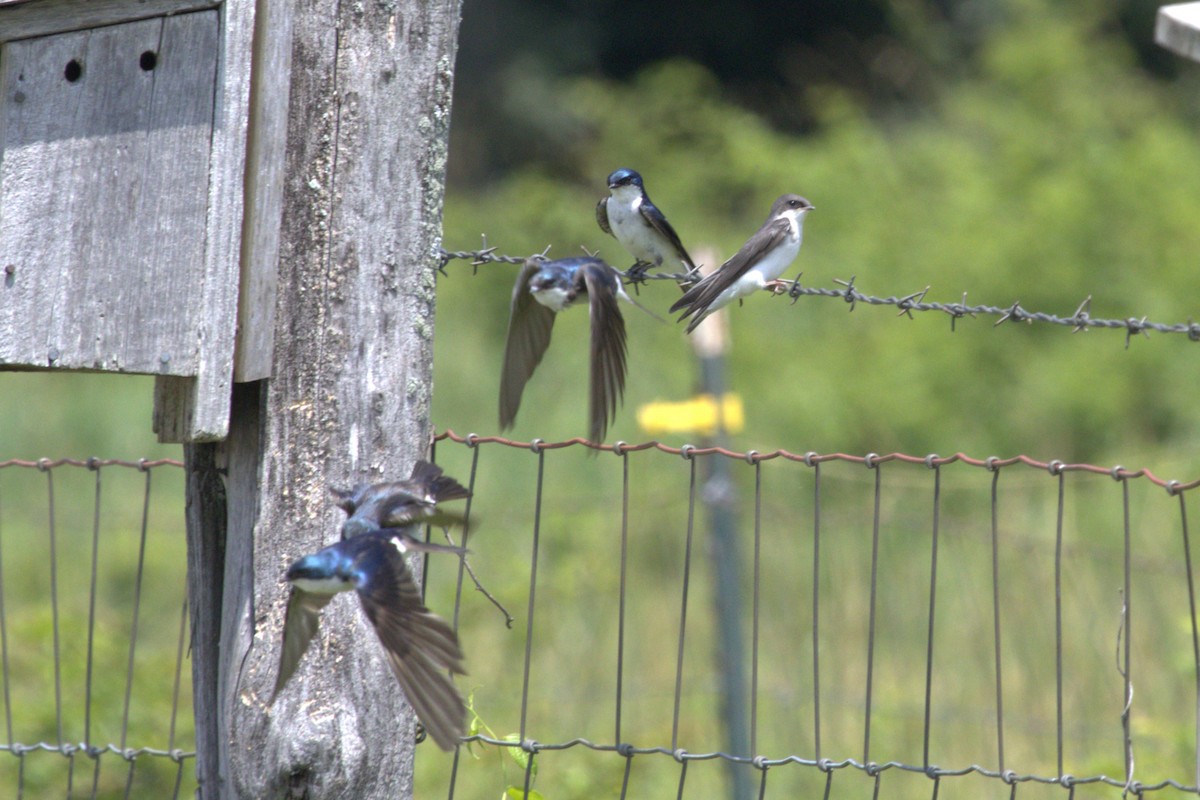 Tree Swallow - ML638804464