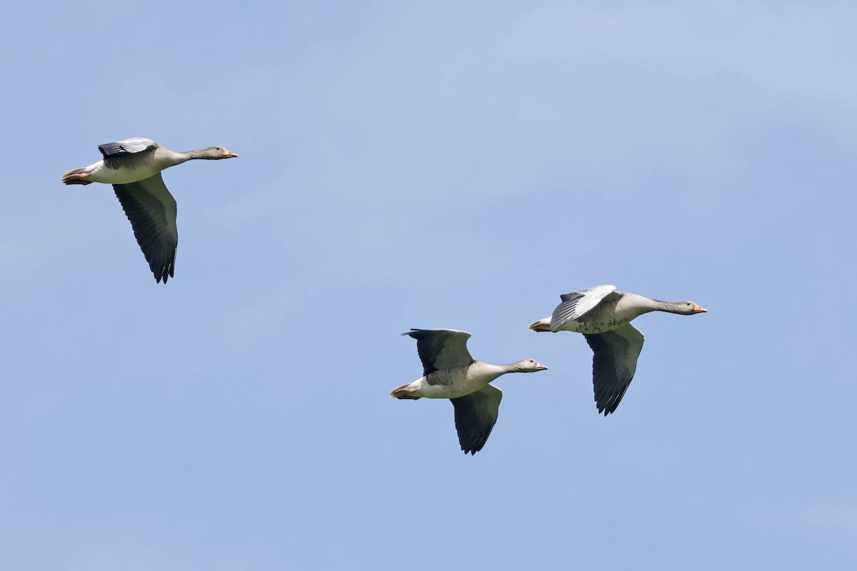 Graylag Goose (European) - ML638804524