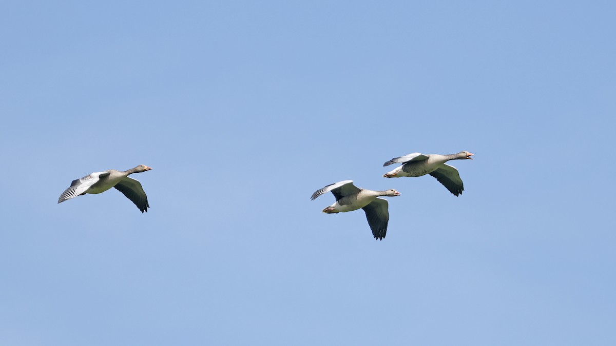 Graylag Goose (European) - ML638804525