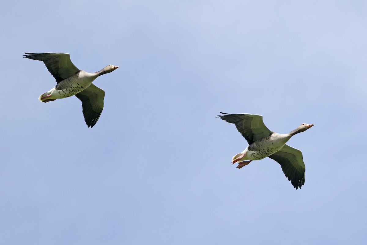 Graylag Goose (European) - ML638804526