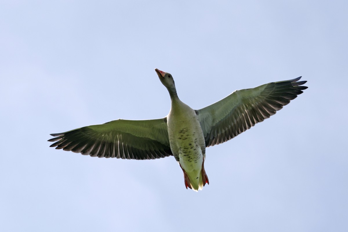 Graylag Goose (European) - ML638804527