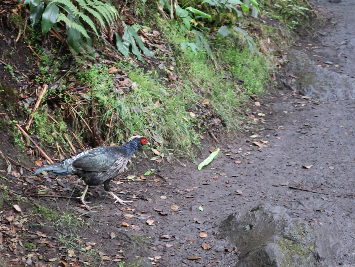 Kalij Pheasant - ML638804543
