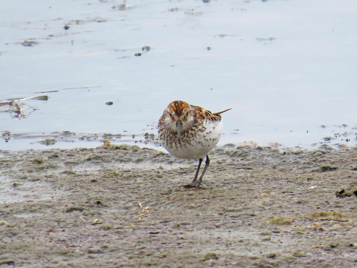 Bergstrandläufer - ML638804584