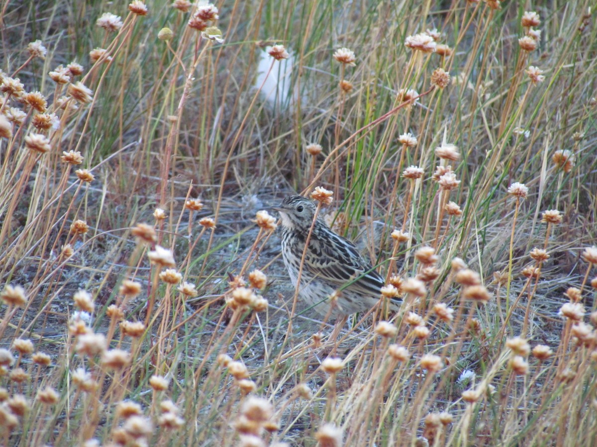 Correndera Pipit - ML638804675