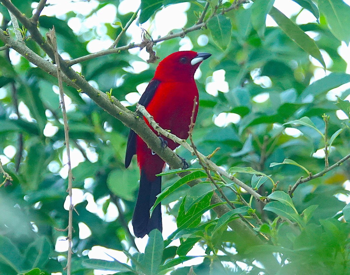 Brazilian Tanager - ML638804688