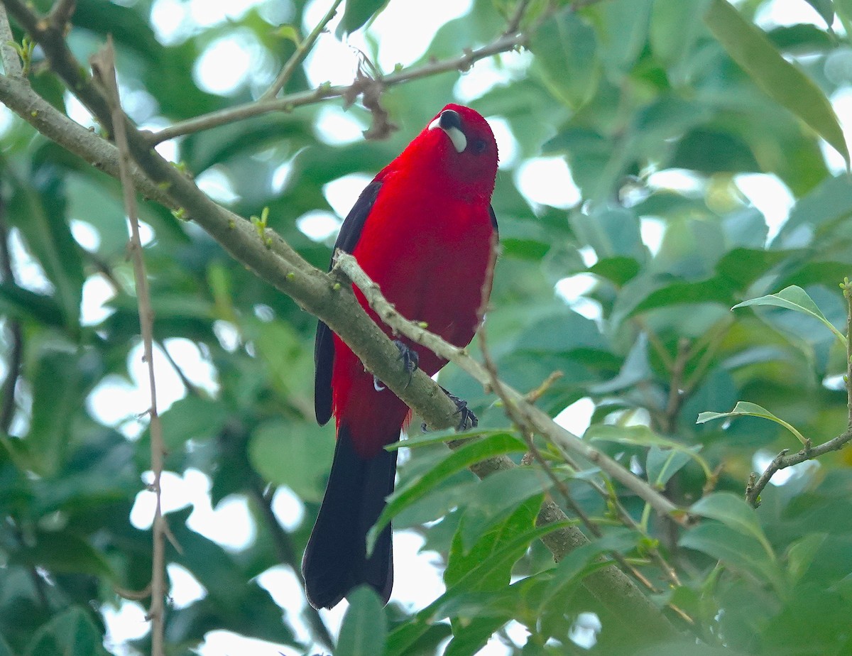 Brazilian Tanager - ML638804689