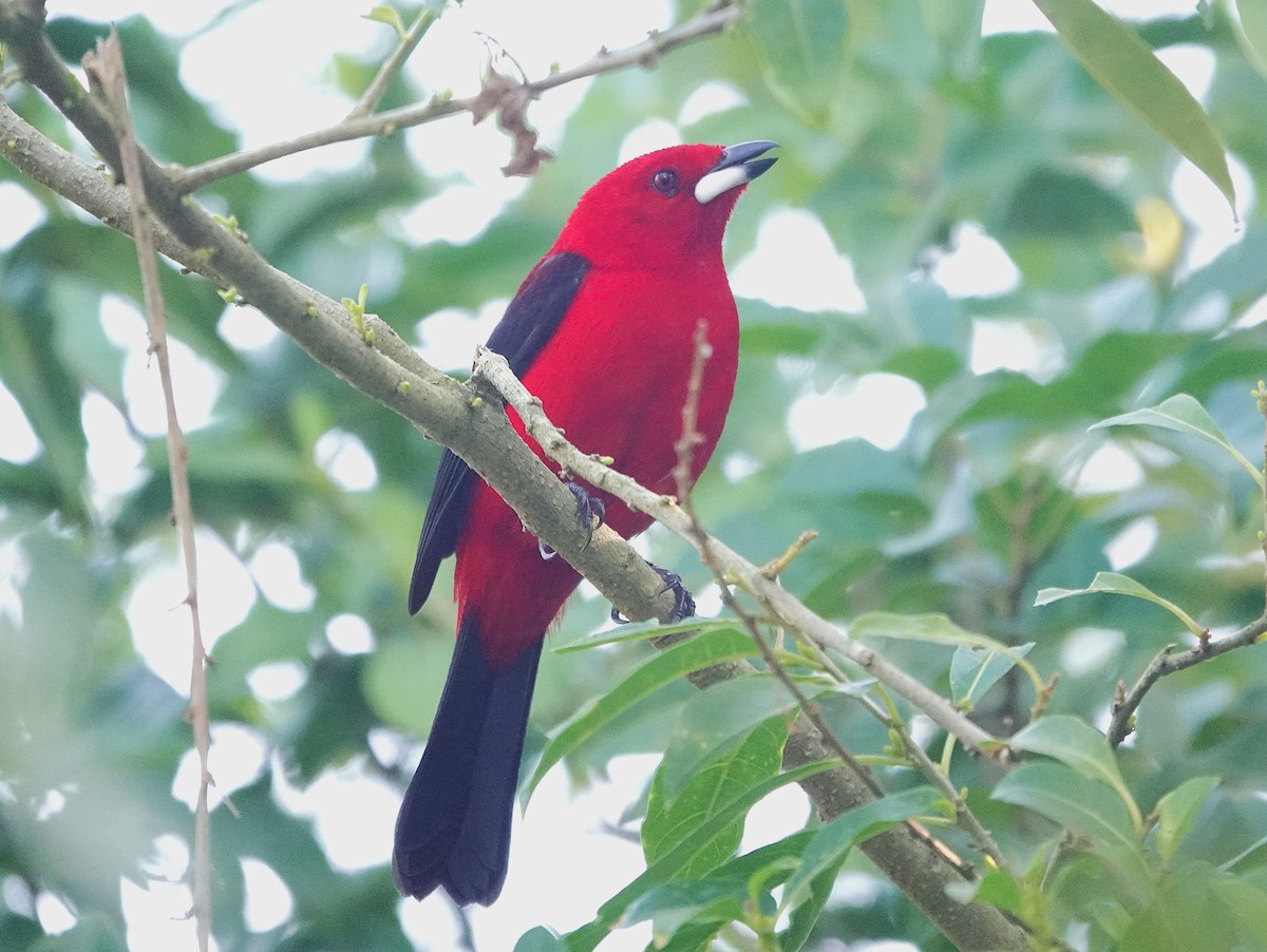 Brazilian Tanager - ML638804690