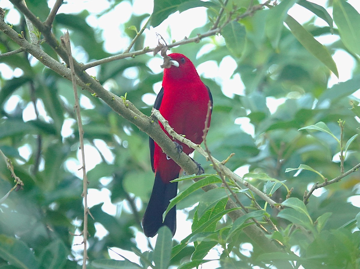 Brazilian Tanager - ML638804691