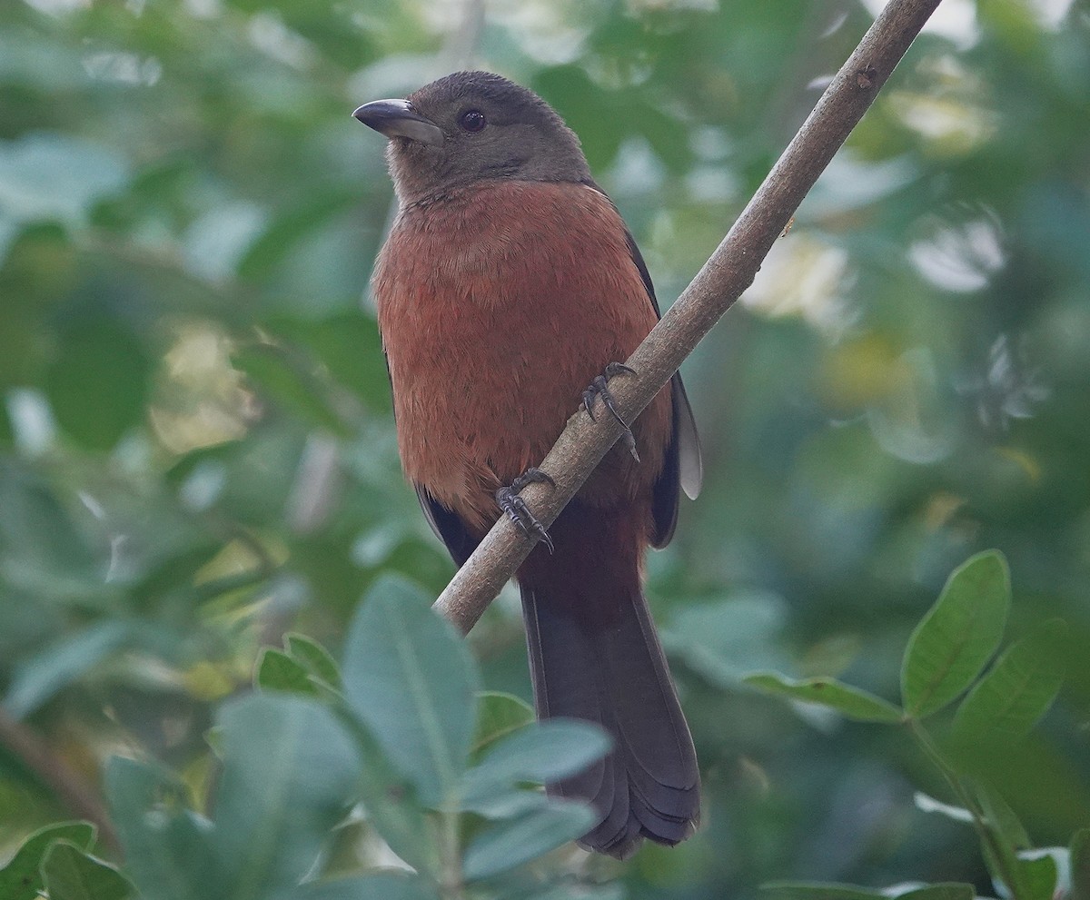 Brazilian Tanager - ML638804692