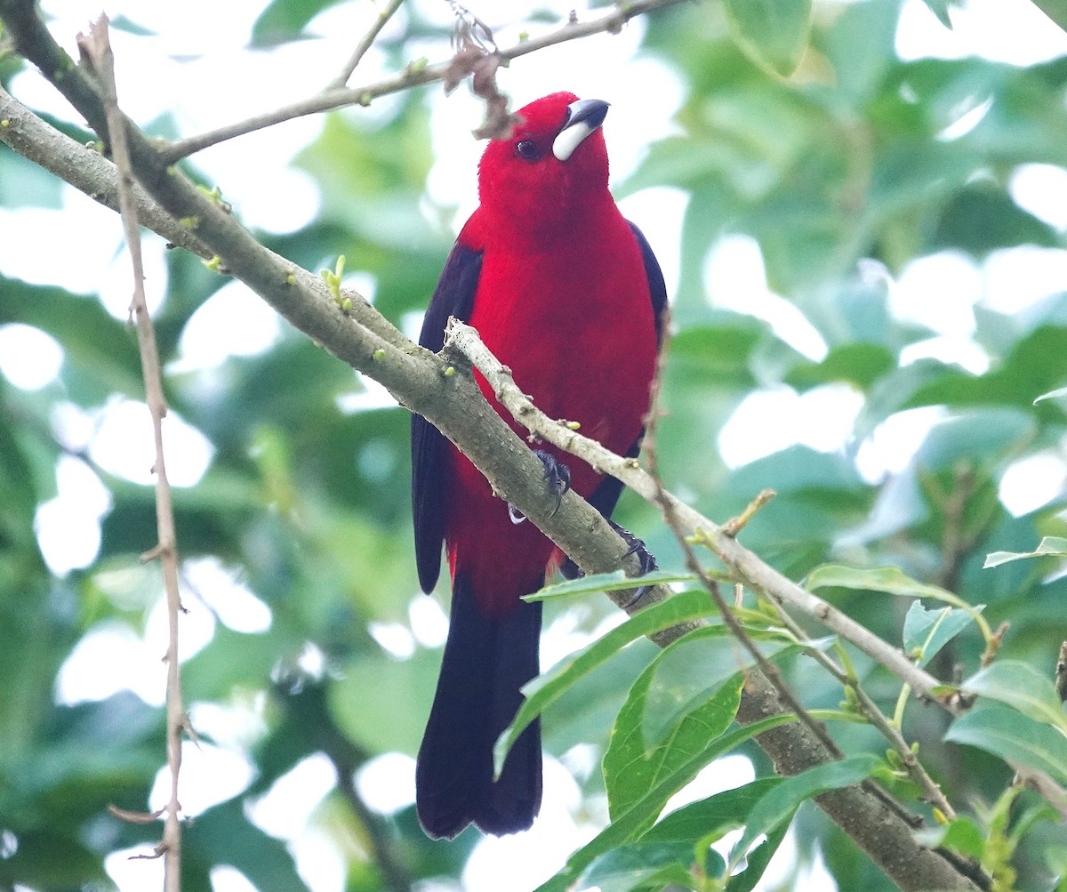 Brazilian Tanager - ML638804693
