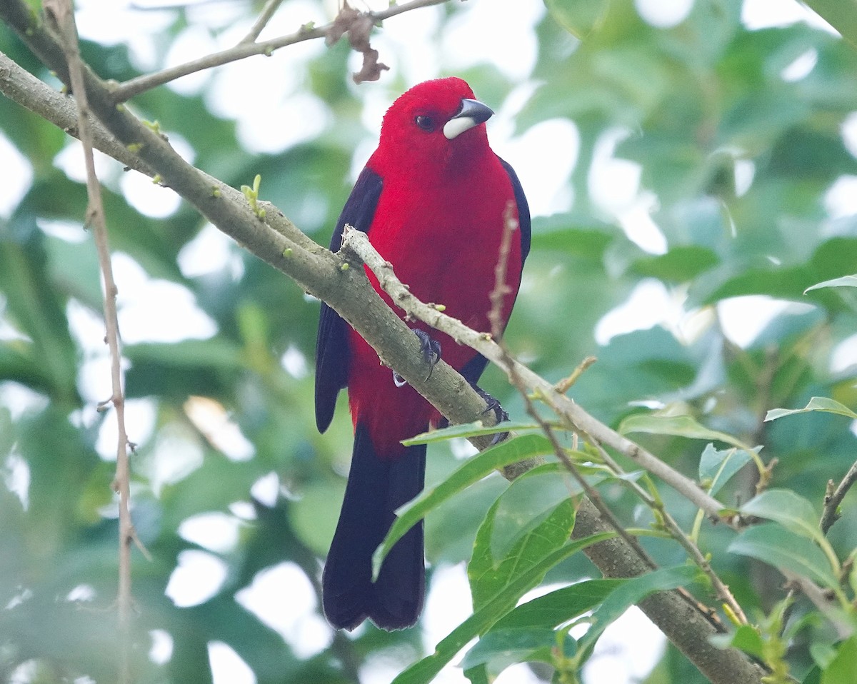Brazilian Tanager - ML638804694