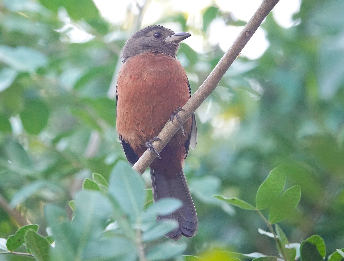 Brazilian Tanager - ML638804695