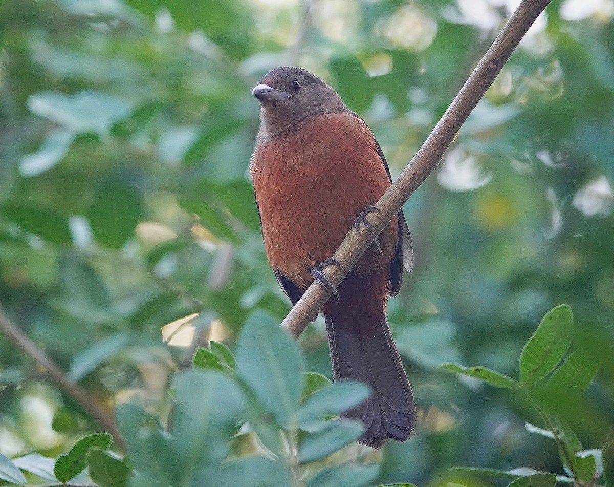 Brazilian Tanager - ML638804696