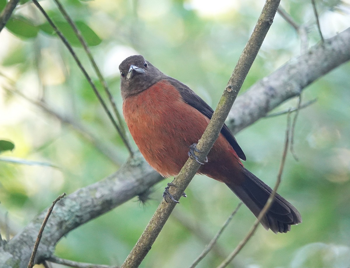 Brazilian Tanager - ML638804697