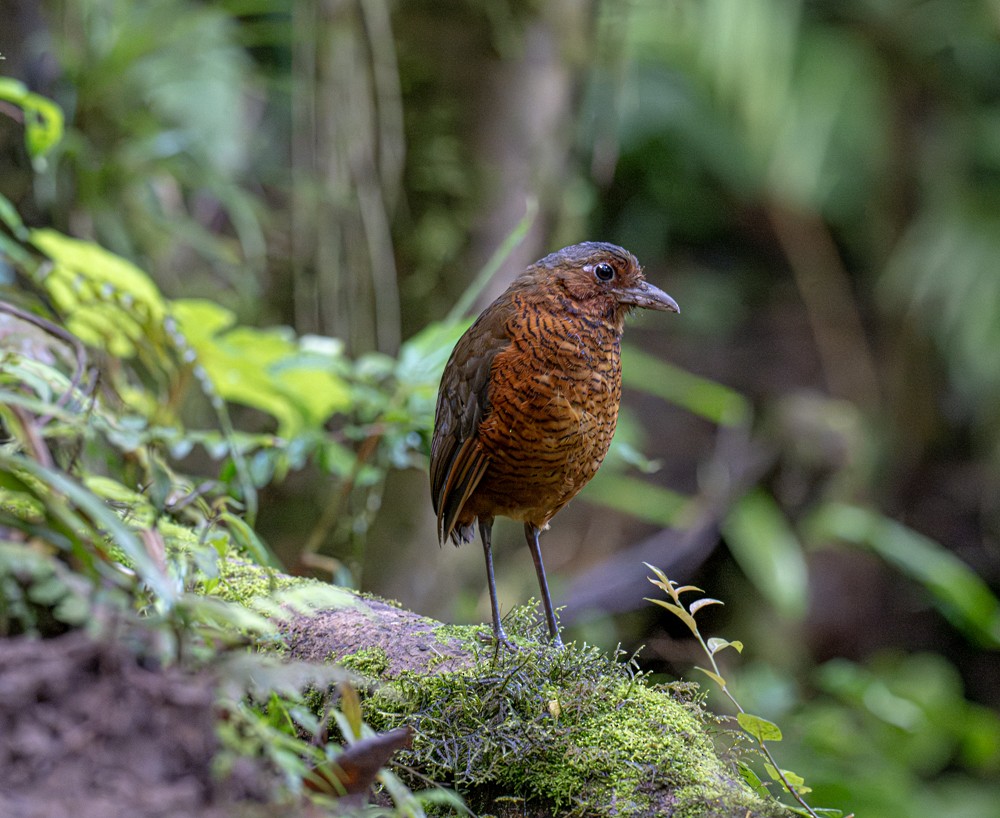 Giant Antpitta - ML638804698