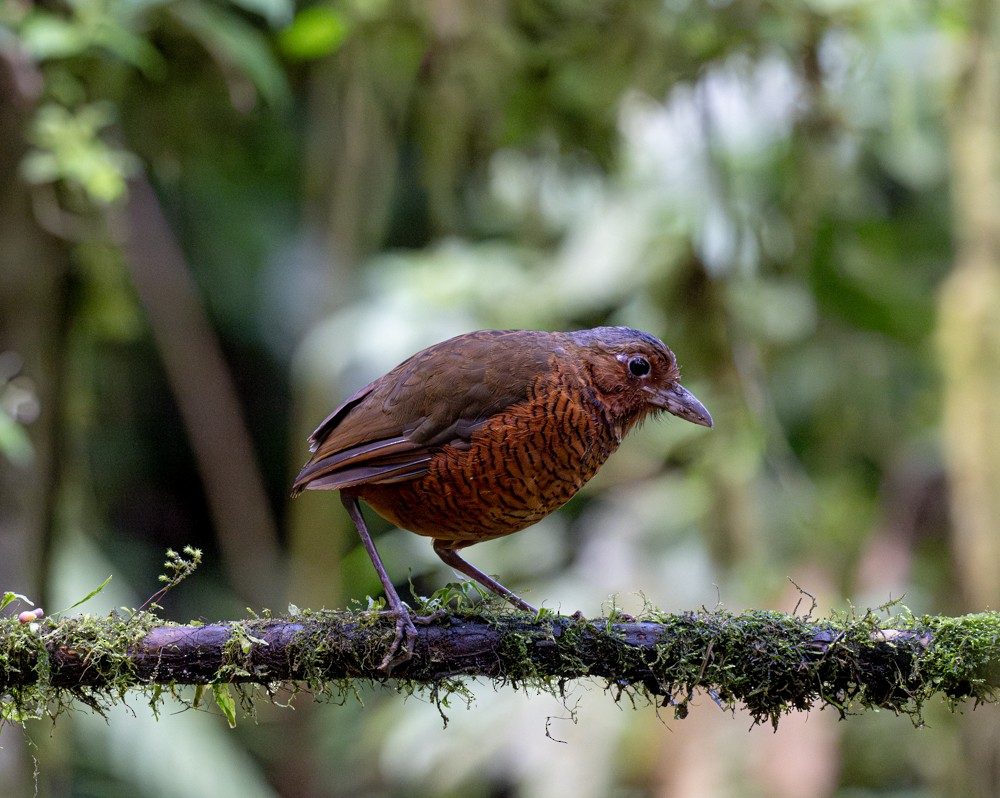Giant Antpitta - ML638804699